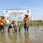 Di Tengah Pandemi Corona, Produksi Beras di Sumenep Surplus 44.833 Ton