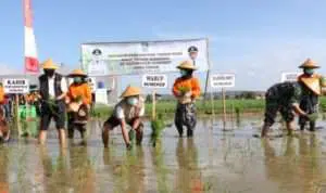 Di Tengah Pandemi Corona, Produksi Beras di Sumenep Surplus 44.833 Ton