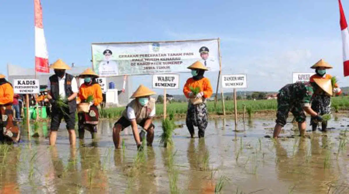 Di Tengah Pandemi Corona, Produksi Beras di Sumenep Surplus 44.833 Ton