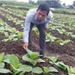 Sejumlah Pabrik Masih Ogah Beli Tembakau Petani