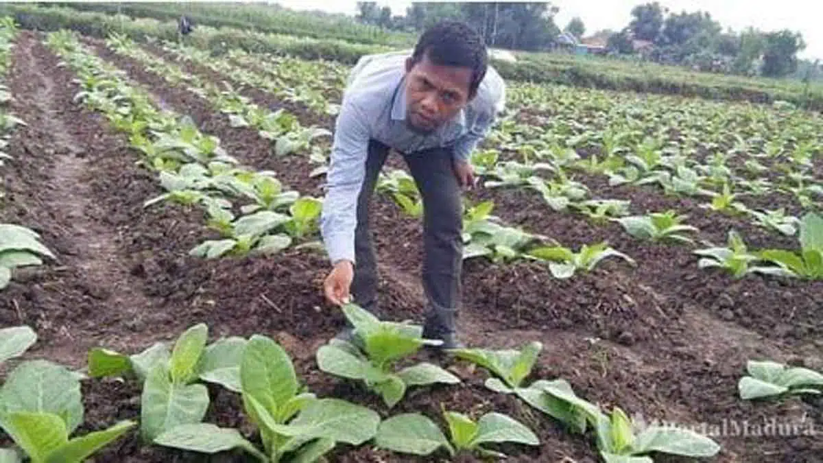 Sejumlah Pabrik Masih Ogah Beli Tembakau Petani