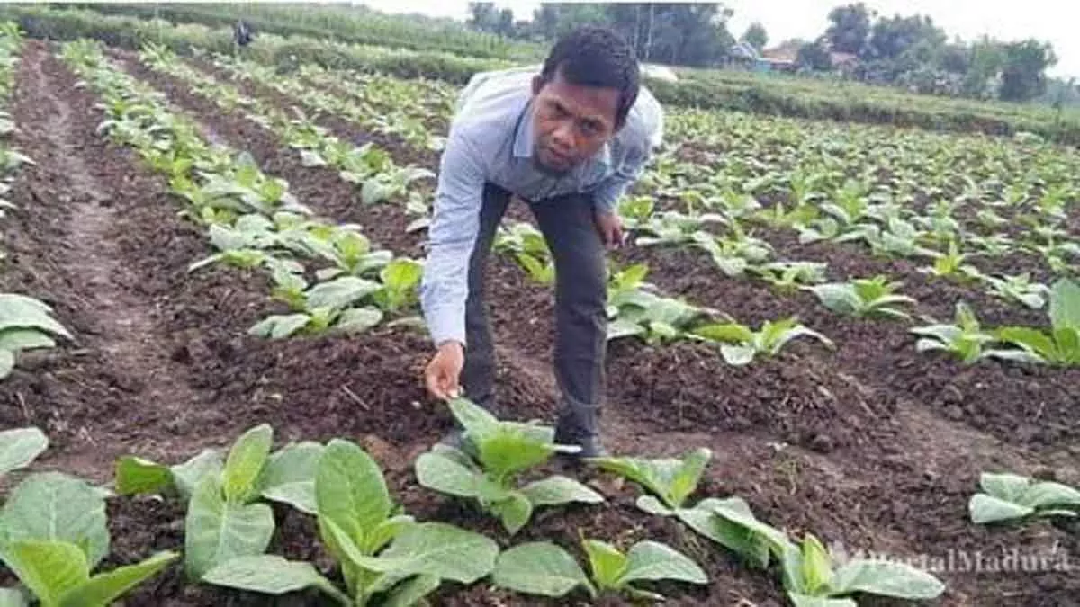 Sejumlah Pabrik Masih Ogah Beli Tembakau Petani