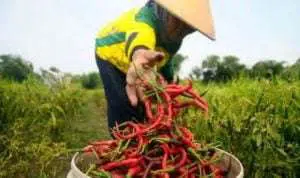 Antisipasi Harga Anjlok, Sumenep Butuh Klaster Hortikultura