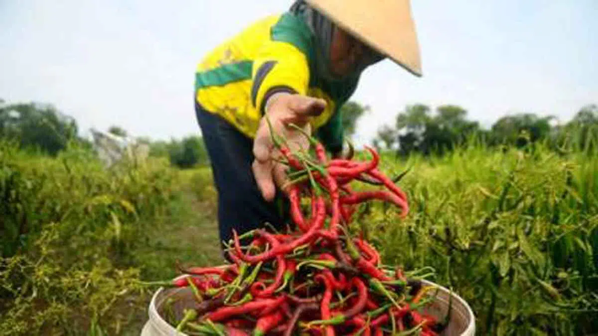Antisipasi Harga Anjlok, Sumenep Butuh Klaster Hortikultura