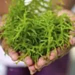 Kandungan Nutrisi Rumput Laut Untuk Kesehatan