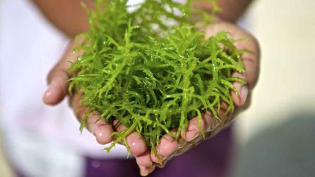 Kandungan Nutrisi Rumput Laut Untuk Kesehatan