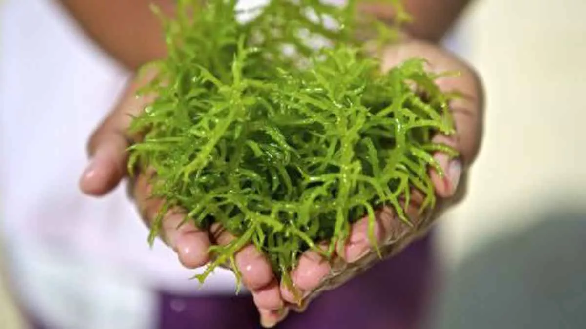 Kandungan Nutrisi Rumput Laut Untuk Kesehatan