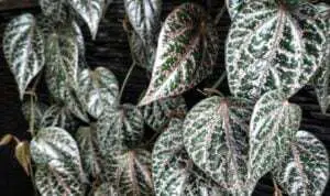 6 Manfaat Daun Sirih Merah Untuk Kesehatan