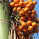 Buah Pinang Tawarkan Banyak Manfaat Untuk Tubuh