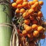 Buah Pinang Tawarkan Banyak Manfaat Untuk Tubuh