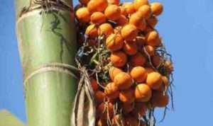 Buah Pinang Tawarkan Banyak Manfaat Untuk Tubuh