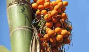 Buah Pinang Tawarkan Banyak Manfaat Untuk Tubuh