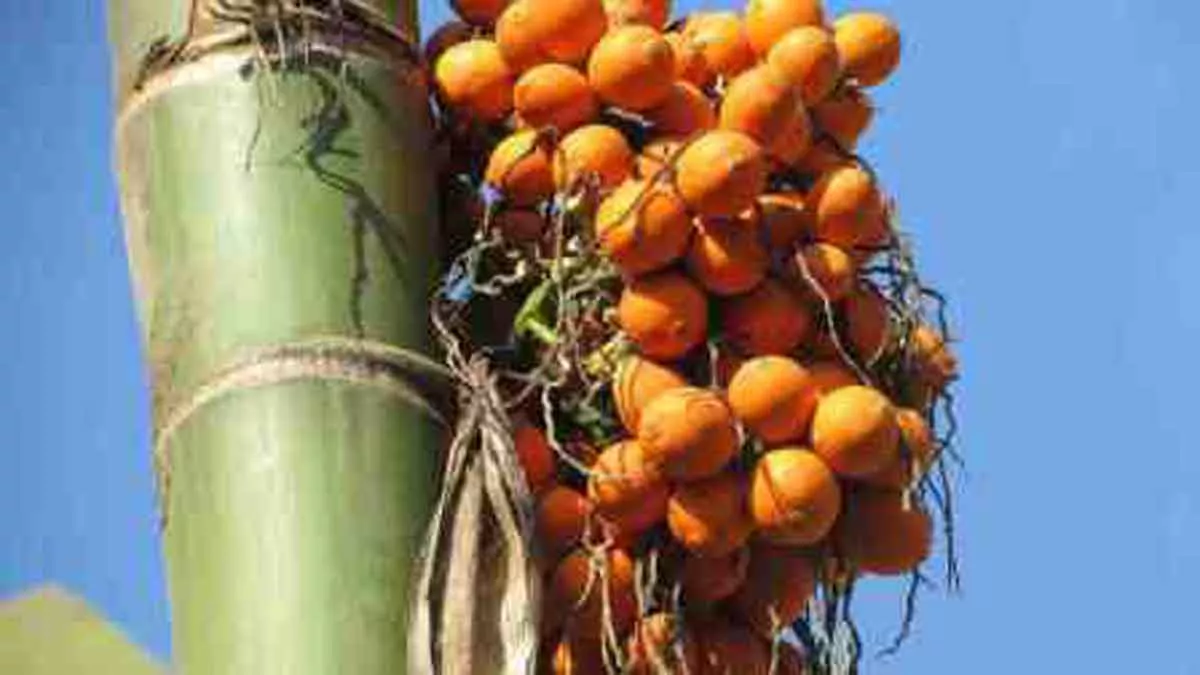Buah Pinang Tawarkan Banyak Manfaat Untuk Tubuh