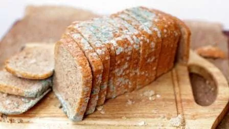 Lakukan 5 Tips Ini Agar Roti Tidak Mudah Berjamur