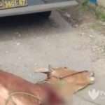 Sapi Disembelih Pencuri, Pemilik Warga Sumenep Alami Kerugian Rp10 Juta