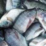 Ikan Nila Jadi Solusi Atasi Kerusakan Ekosistem Sungai