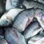 Ikan Nila Jadi Solusi Atasi Kerusakan Ekosistem Sungai