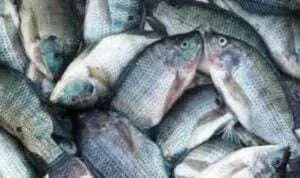 Ikan Nila Jadi Solusi Atasi Kerusakan Ekosistem Sungai