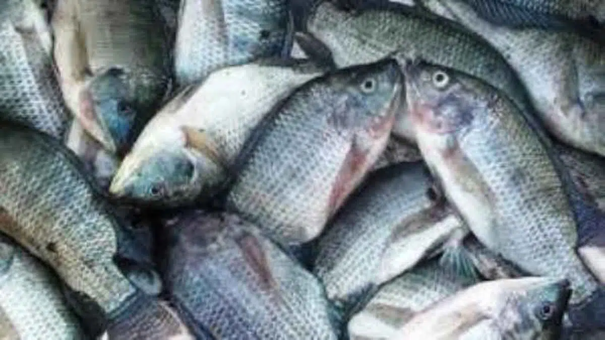 Ikan Nila Jadi Solusi Atasi Kerusakan Ekosistem Sungai
