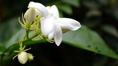 Melati