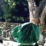 Kera Bisa Ngaji dari Karomah Kiai Ali Barambang, Begini Hasil Penelitian Monyet Bisa Bicara