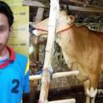 Pemuda Sumenep Curi Sapi Buat Beli Baju dan Celana Levis