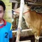 Pemuda Sumenep Curi Sapi Buat Beli Baju dan Celana Levis