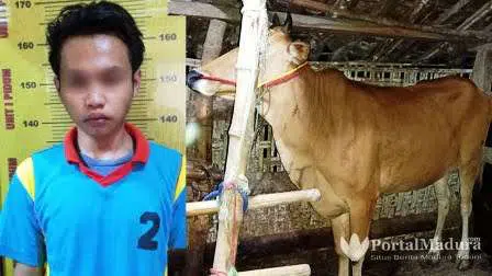 Pemuda Sumenep Curi Sapi Buat Beli Baju dan Celana Levis