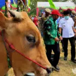 Bupati dan Wakil Bupati Pamekasan Beli Sapi Kurban Terberat, Harganya Bikin Melongo!