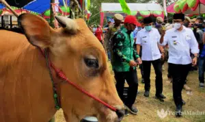 Bupati dan Wakil Bupati Pamekasan Beli Sapi Kurban Terberat, Harganya Bikin Melongo!
