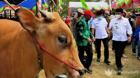 Bupati dan Wakil Bupati Pamekasan Beli Sapi Kurban Terberat, Harganya Bikin Melongo!