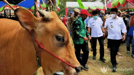 Bupati dan Wakil Bupati Pamekasan Beli Sapi Kurban Terberat, Harganya Bikin Melongo!