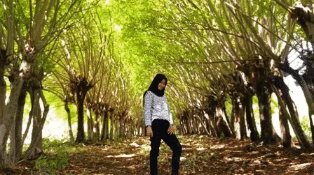Hanya Di Bulan Juli, Indahnya Sensasi Romantis Musim Gugur Di Sumenep - Portalmadura.com Hanya di Bulan Juli, Indahnya Sensasi Romantis Musim Gugur di Sumenep