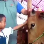 Patut Dicontoh! Kumpulkan Uang Jajan, Anak-anak Patungan Beli 4 Ekor Sapi Kurban