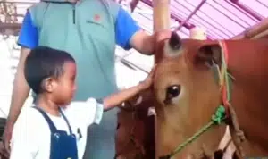 Anak-anak Patungan Beli 4 Ekor Sapi Kurban