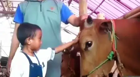 Anak-anak Patungan Beli 4 Ekor Sapi Kurban