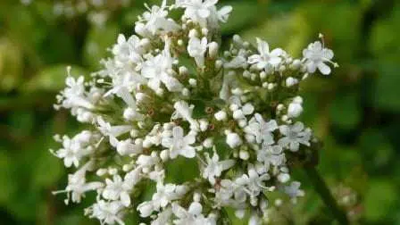 Valerian