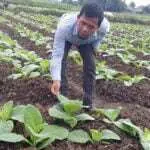 Gudang Jangan Main-main Beli Tembakau Petani Pamekasan