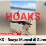 Hoaks, Buaya Mucul di Lahan Pegaraman Sumenep