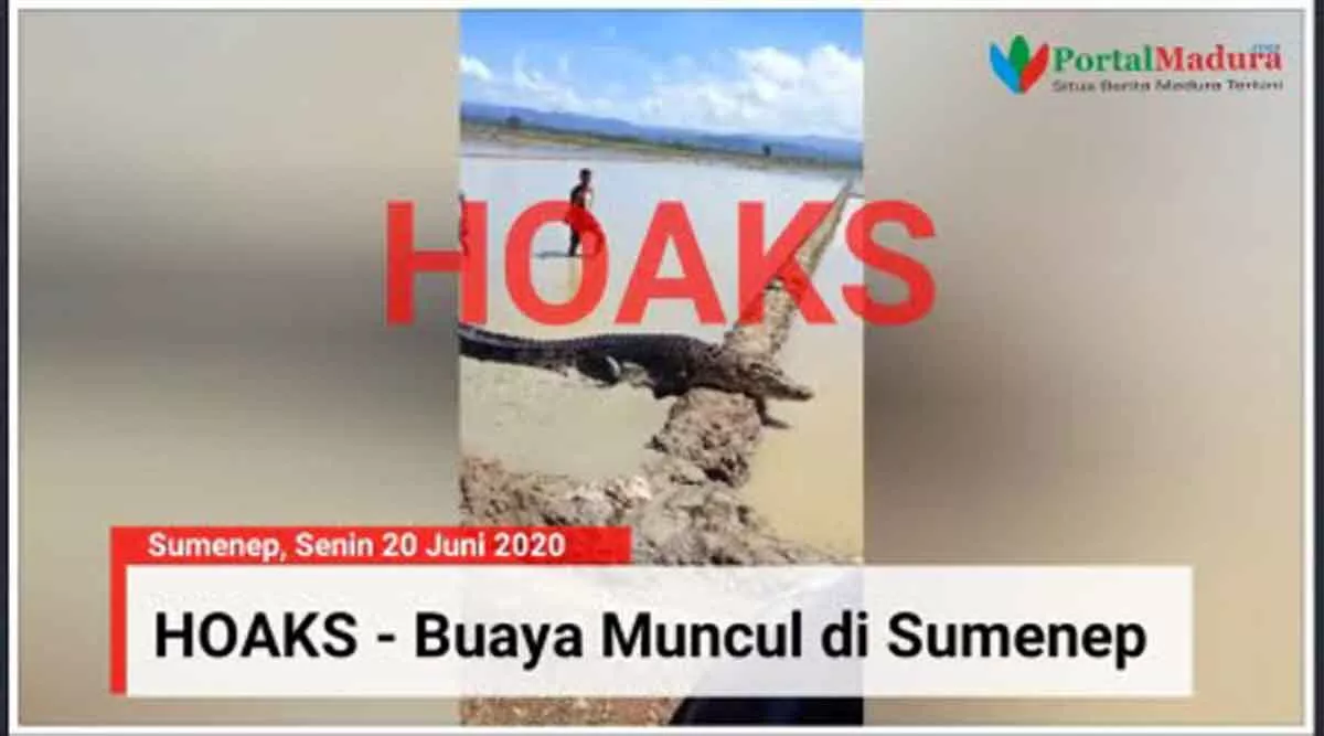 Hoaks, Buaya Mucul di Lahan Pegaraman Sumenep