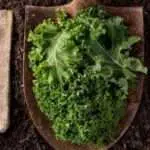 5 Manfaat Sayur Kale yang Baik untuk Kesehatan Tubuh
