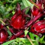 8 Manfaat Rosella untuk Kesehatan