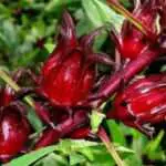 8 Manfaat Rosella untuk Kesehatan
