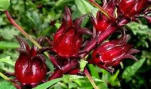 Manfaat Rosella untuk Kesehatan