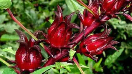 Manfaat Rosella untuk Kesehatan