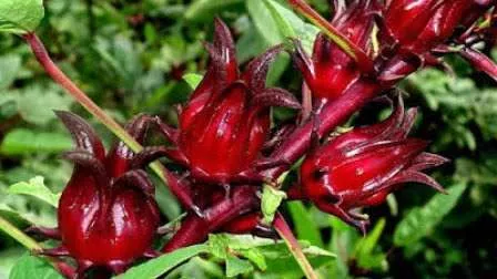 8 Manfaat Rosella untuk Kesehatan