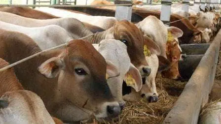 7 Cara Mudah Pilih Hewan Kurban Dalam Islam