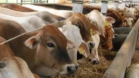 7 Cara Mudah Pilih Hewan Kurban Dalam Islam