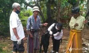 Dinas Peternakan Sumenep Perketat Pengawasan Kesehatan Hewan Kurban