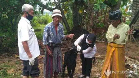Dinas Peternakan Sumenep Perketat Pengawasan Kesehatan Hewan Kurban